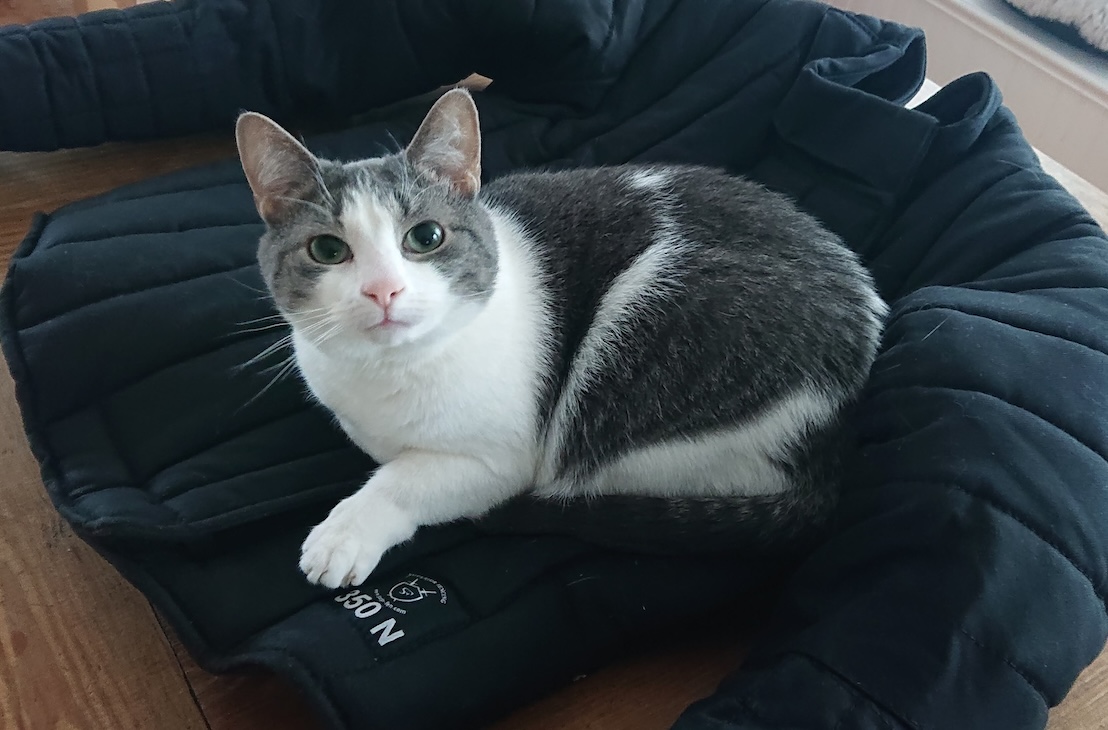 It’s the cat’s jacket now